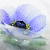 Blaue Anemone