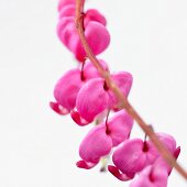 Tränendes Herz (Dicentra spectabilis)