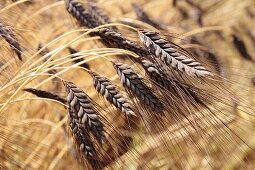 Dark emmer wheat (ears, close-up)