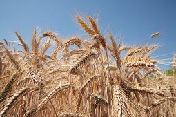 Winter triticale in a field