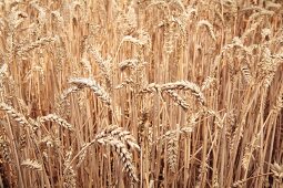 Winter wheat in a field