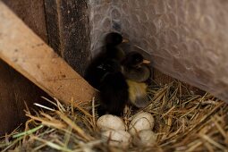 Runner duck chick and eggs in a nest