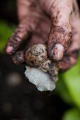 Dirty hands holding a Burgundy snail