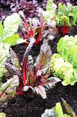 Chard in a vegetable patch