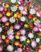 Colourful delosperma