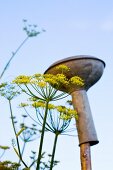 Flowering dill next to watering can rose on stick