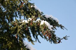 Spruce with cones in winter