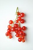 Red Currant Branch on a White Background