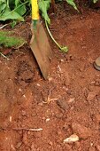 Planting bulbs under a tree