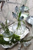 Still life with glass vases, moss and grape hyacinths