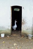 Blick durch die schmale Maueröffnung eines Stalls auf zwei Gänse