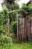 Climber-covered, wooden garden fence with open gate showing view of blooming garden
