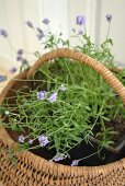 Purple-flowering plant in basket