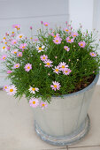 Small pink flowers in ceramic pot on tiled floor