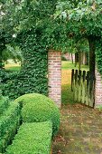 Formgeschnittene Buxhecke vor berankter Gartenmauer und offenem alten Holzgartentürchen mit Blick in einen Garten mit Bäumen.