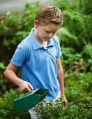 A boy picking blueberries