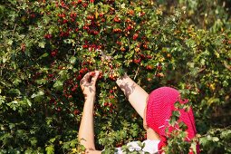 Rosehips being picked