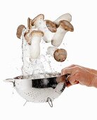 King trumpet mushrooms being washed in a sieve