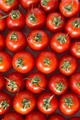 Viele Tomaten der Sorte Roma (Draufsicht)