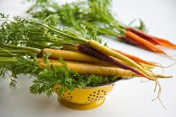 Verschiedene Karottensorten: Gelbe Karotte (Pfälzer, Lobbericher) und Anthonina