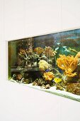 Ein eingebautes Aquarium