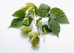 Hops umbels with leaves