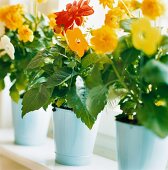 Summer flowers in enamel pots