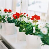 Geraniums and marguerites in flowerpots