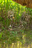 Spinnennetz mit Beute im sonnigen Garten