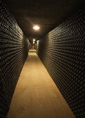 Wine cellar walls lined with bottles of cava