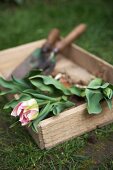 Tulips and garden tools in wooden box on lawn