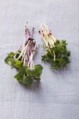 Garden cress and water cress