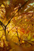 Licht fällt durch gelb verfärbtes Blätterwerk des japanischen Ahorbaums (Acer japonicum Dissectum)