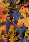 Bläulich rot verfärbte Blätter am Amberbaum (Liquidambar styraciflua)