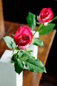Rote Rosen in kubischen modernen Vasen