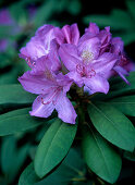 Purple rhododendron flowers