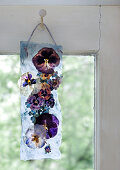 Gepresste Violablüten in einem Streifen handgeschöpften Papiers, aufgehängt an altem Fensterrahmen