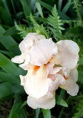 Salmon pink iris flowering in garden