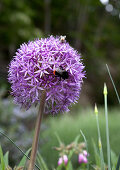 Blühendes Allium mit Insekt