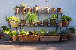 Kräuter und Salat in Terrakottatöpfen auf Pflanzenregal an der Hauswand