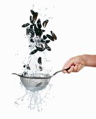 Washing Mussels in a Colander