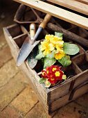 Old wooden box with flowerpots and garden tools