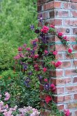 Ziegelsäule mit Kletterrose und Clematis