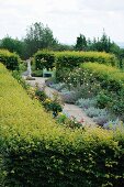 Garden patch surrounded by topiary hedges