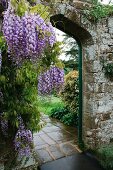 Wisteria growing next to doorway in garden wall