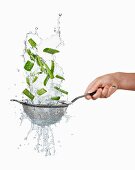 Aloe vera and water in sieve