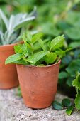 Peppermint in a terracotta pot