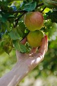 Reife Äpfel am Baum