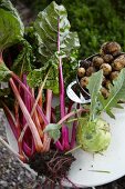 Mangold, Kartoffeln und Kohlrabi auf Gartentisch