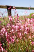 Violet meadow flowers